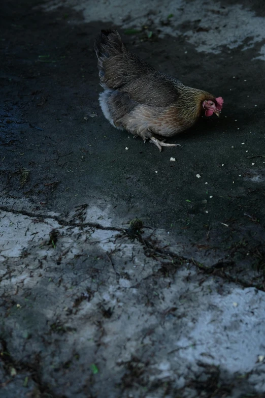 the bird is standing alone by itself on the ground