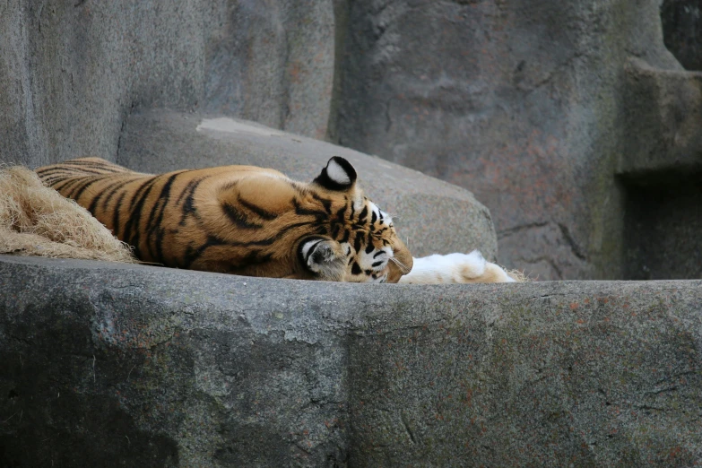 a tiger laying in some kind of zoo exhibit