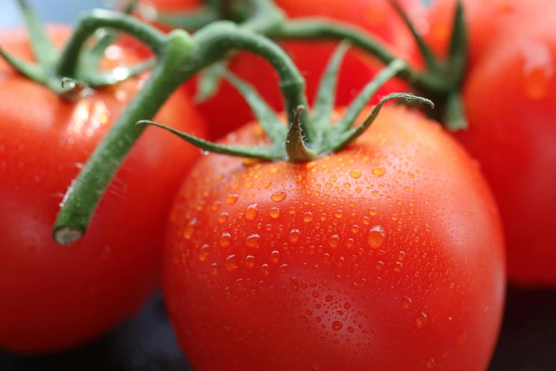 a closeup of tomatoes on a nch with water drops