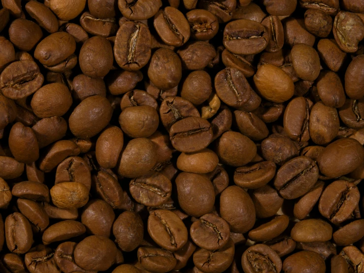 closeup of a group of coffee beans