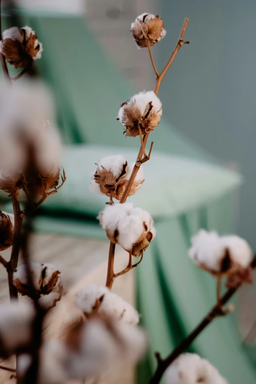 there is a small plant with very thin flowers