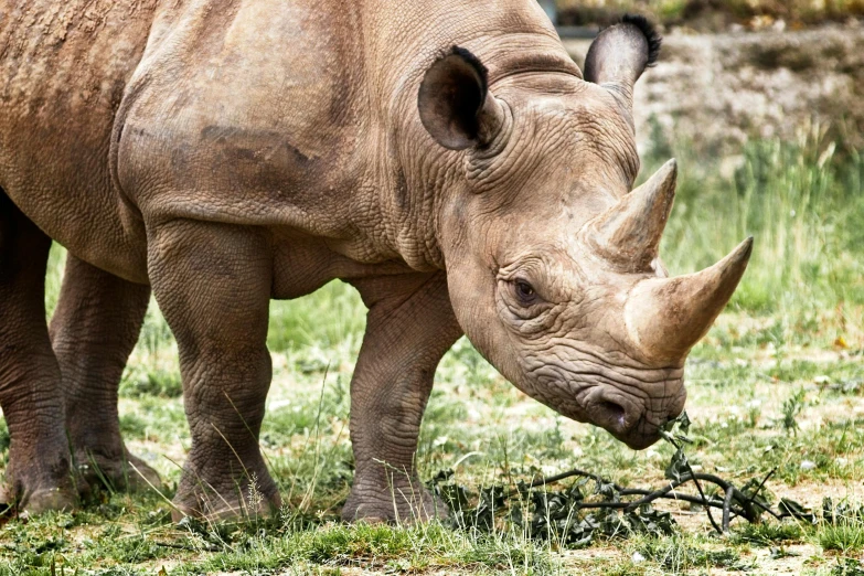 the rhino is eating grass and plants with his nose down