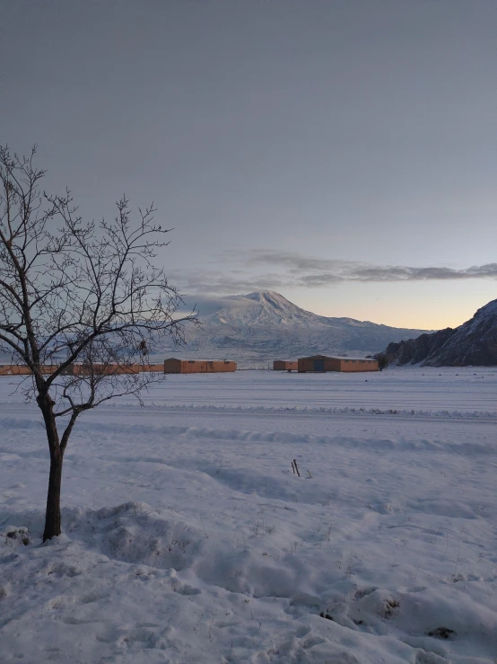 a single tree that is in the snow