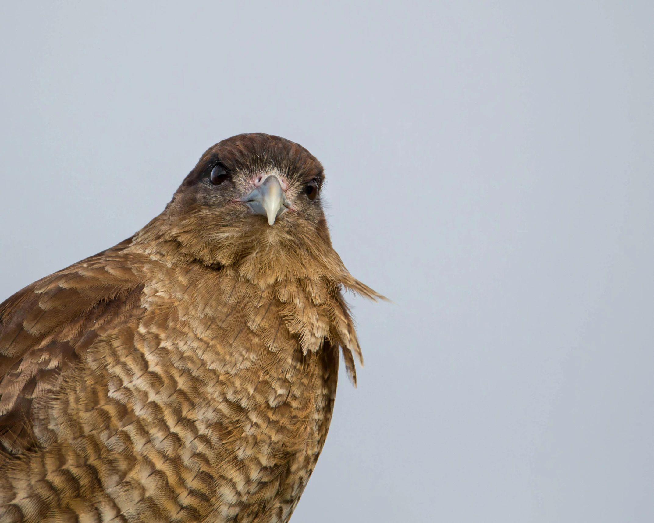 a brown bird with white markings standing on a nch