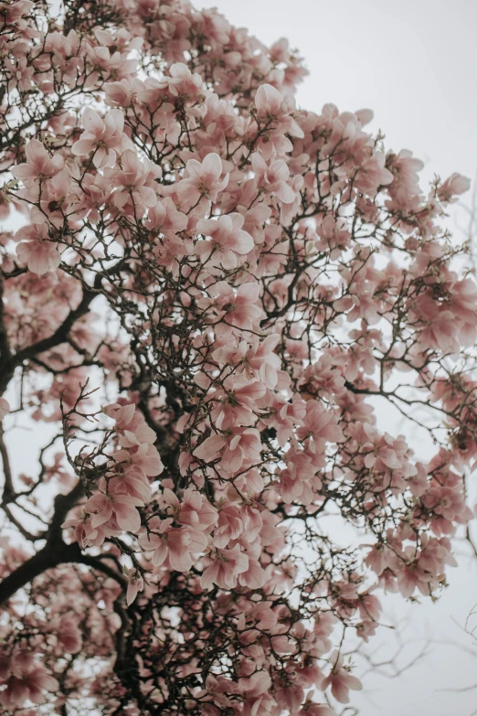 a pink flowered tree in full bloom