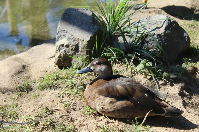 a duck that is sitting in the sand