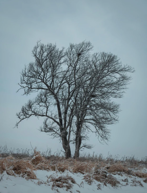 a lonely tree sits near some grassy fields covered in snow