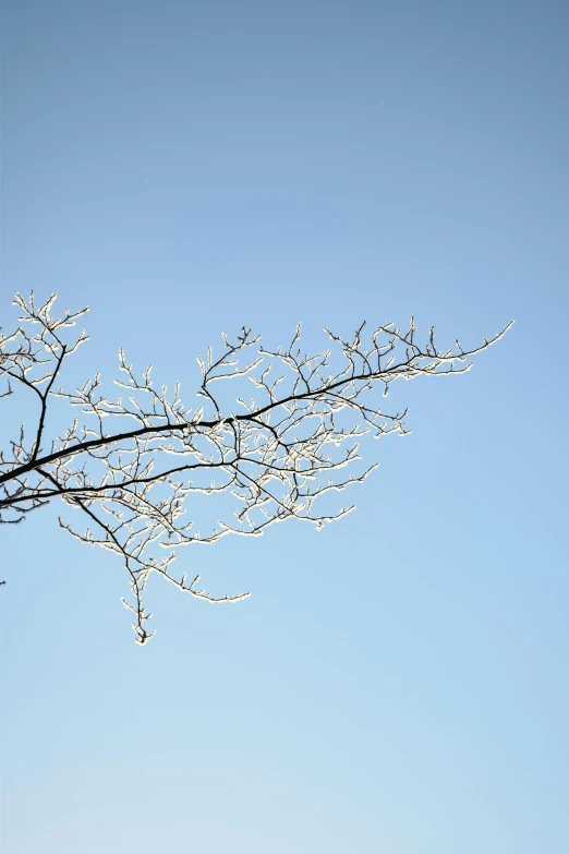 tree nches with snow on them against a clear sky