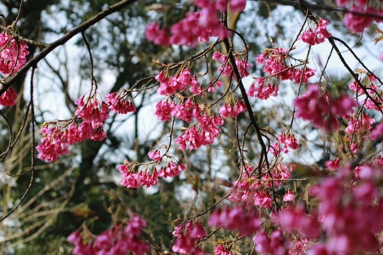 several pink flowers are growing on a tree