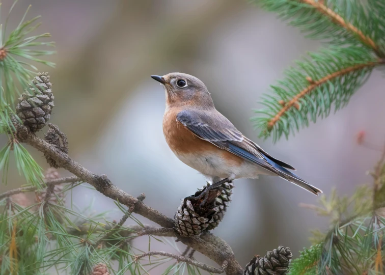 a little bird sits on the nch of a pine tree