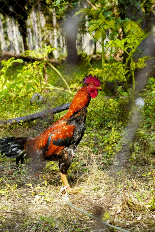 a colorful rooster stands in a grassy field