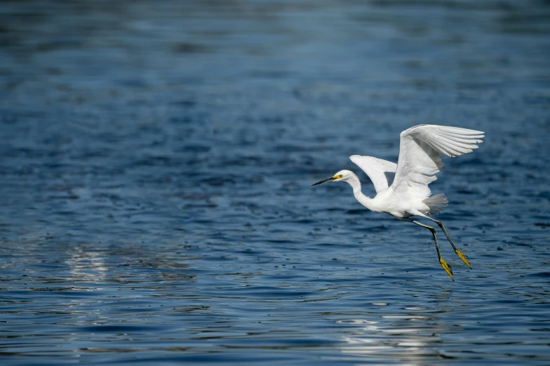 a bird with a long neck is in water