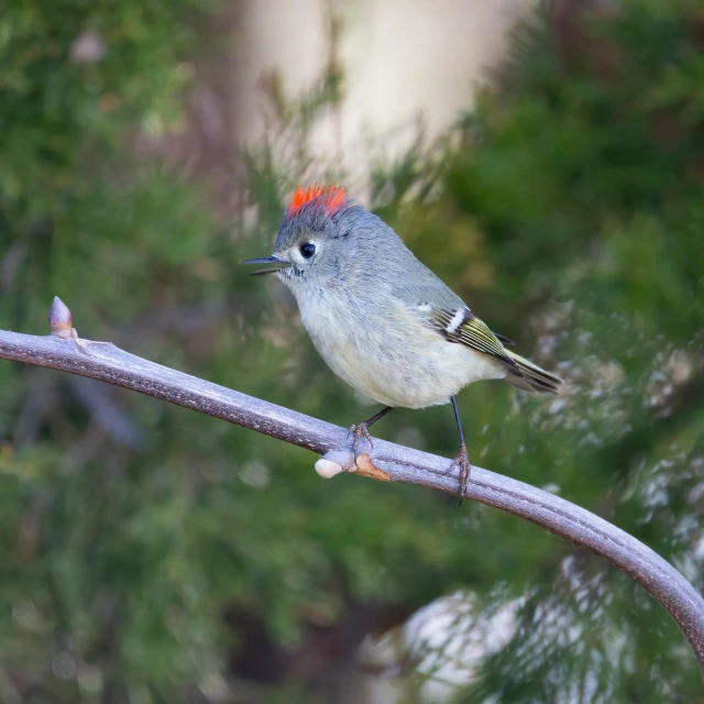 a bird sitting on a nch with leaves