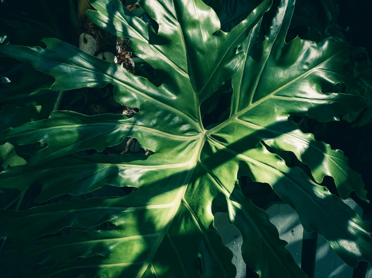 a leaf of a plant with a green green top