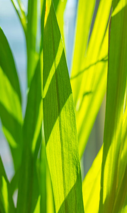 the shadow on the leaves of a plant