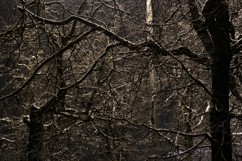 a bare tree is covered in snow in a wintery forest