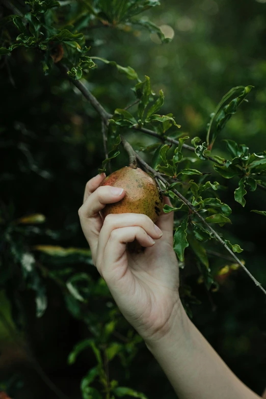 a person is holding onto some leaf in their hand