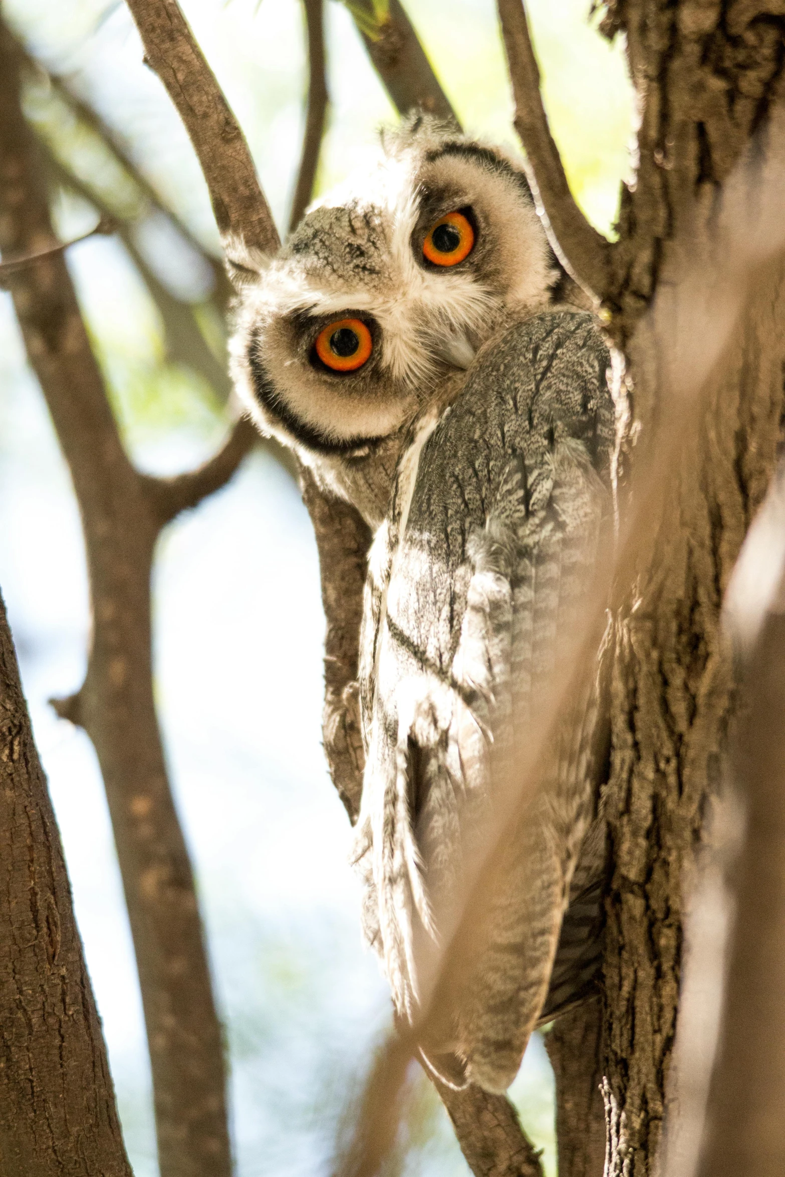 an owl with brown eyes sitting in a tree