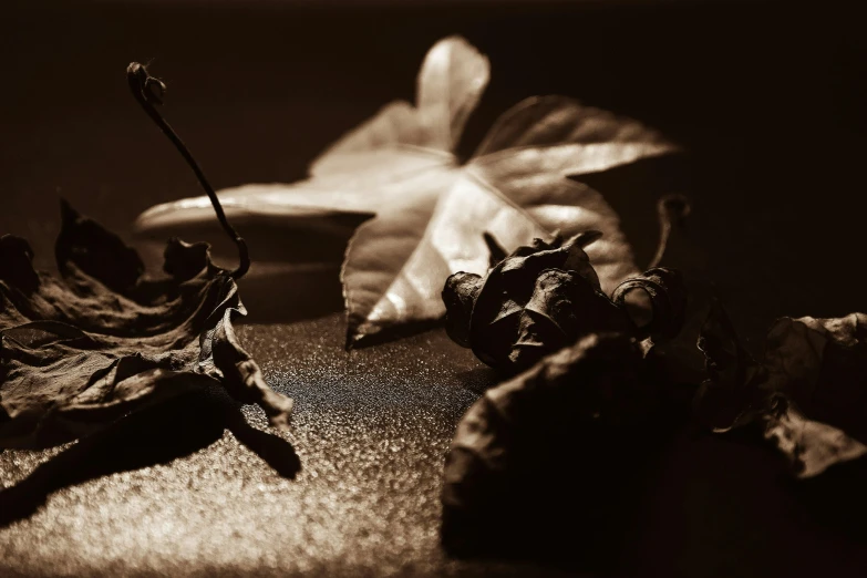 two leaves and a flower on a table