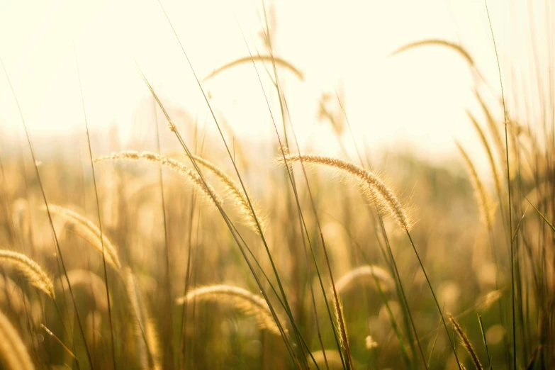 grass in an open field during the afternoon