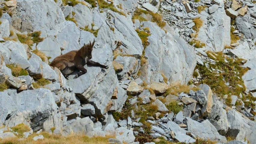 a brown bear sitting on top of some rocks