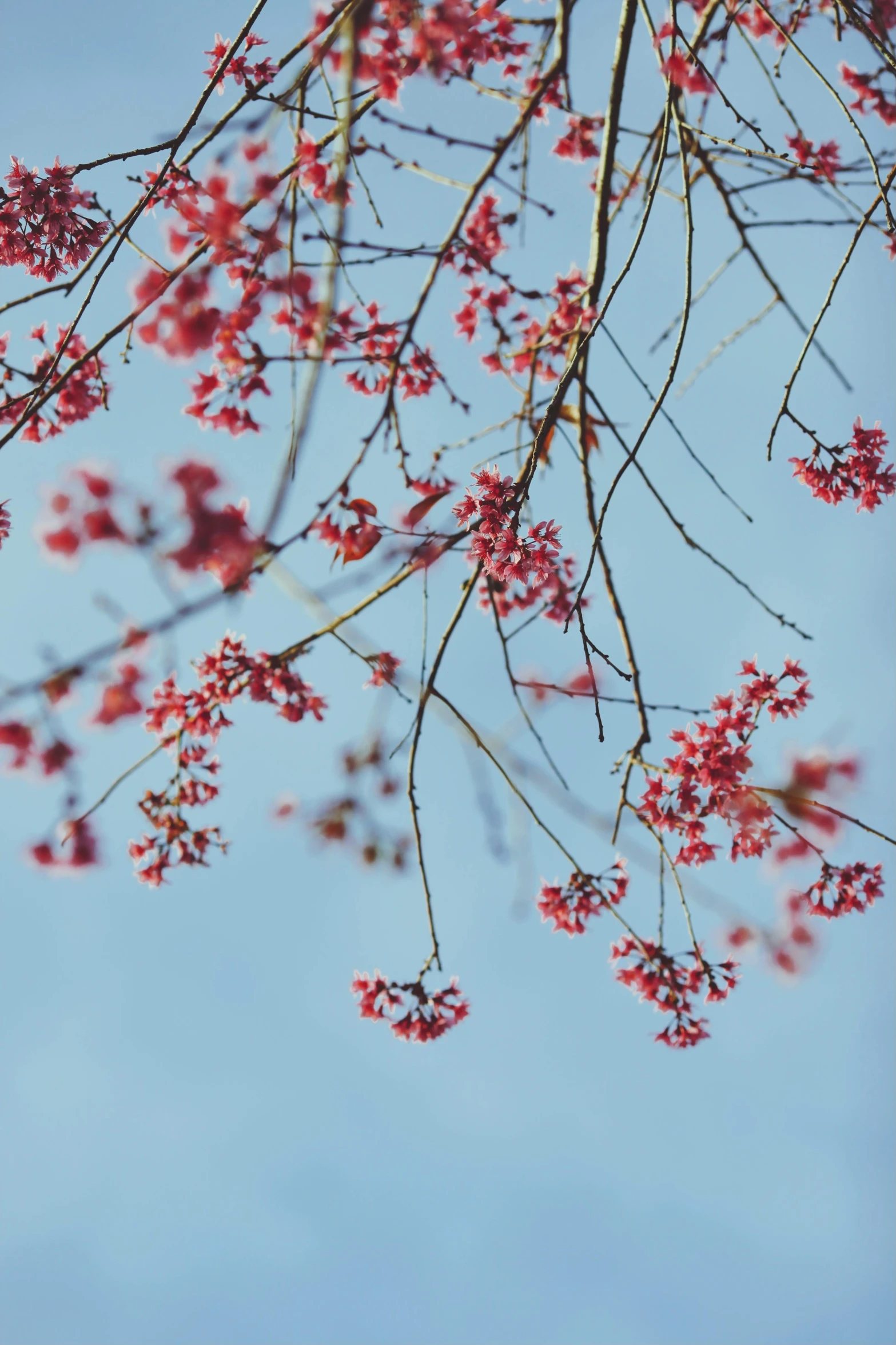 a red bush full of blossoming berries on the nches