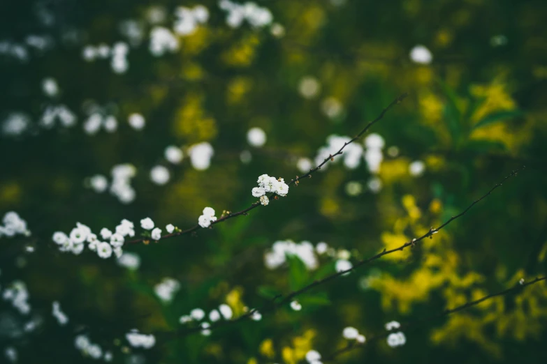 small white flowers blooming on an evergreen tree