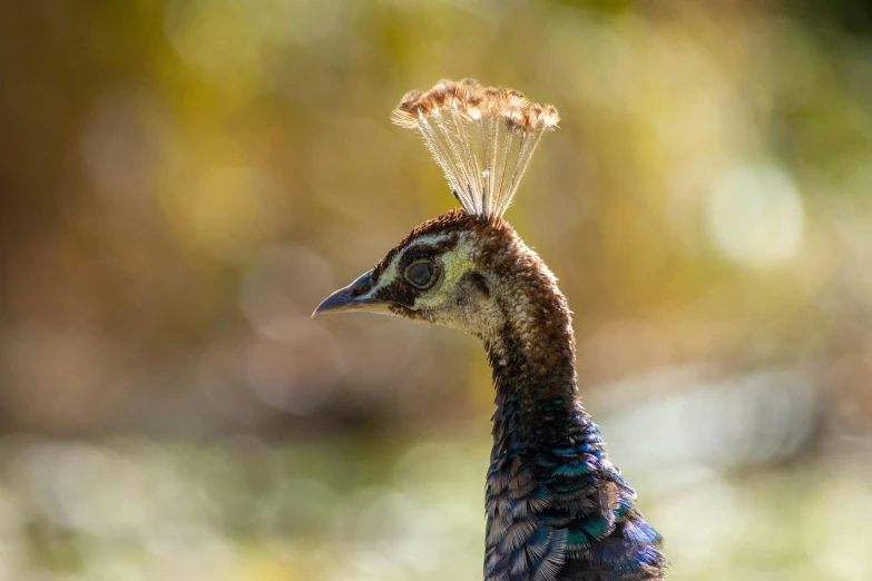 a bird with hair flying in the air