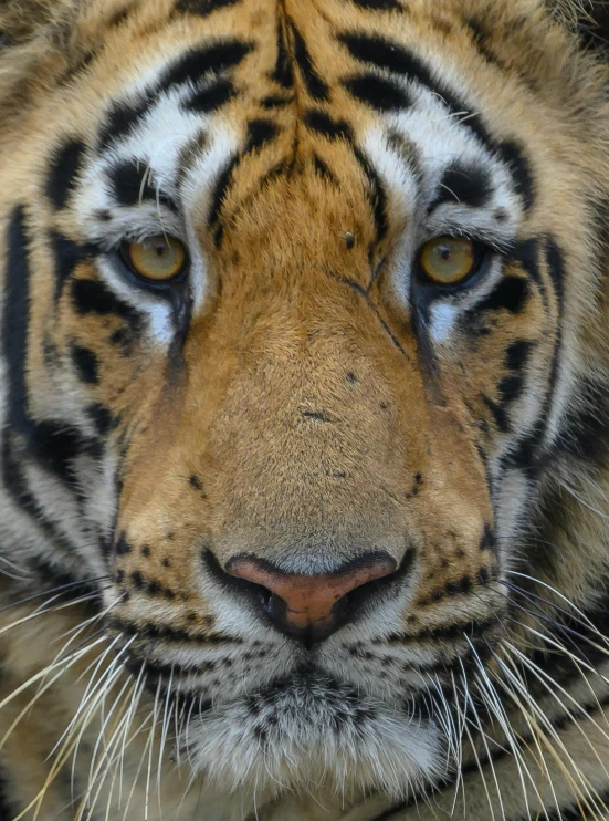 a tiger stares at the camera with a blurry background