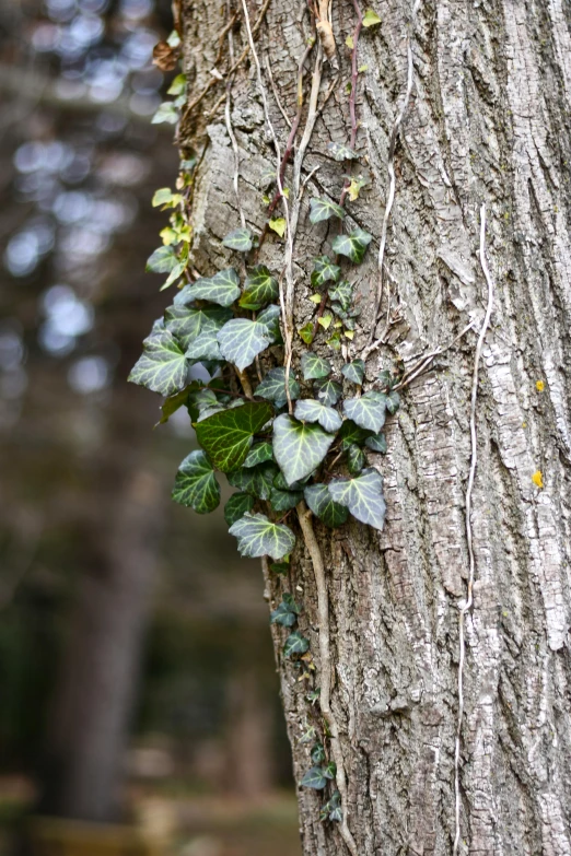 vines clings the bark of an old tree in a forest