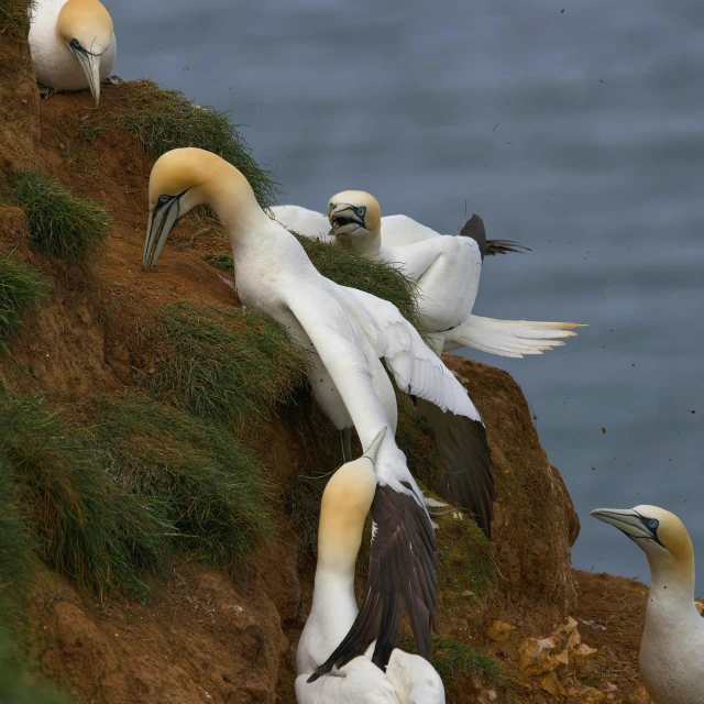 a bunch of white birds are on a hill by the water