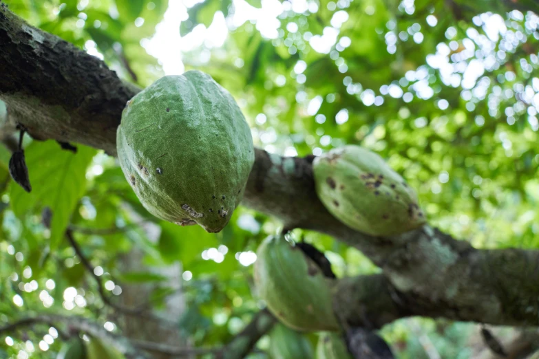 fruit hanging from the tree nch next to other fruit