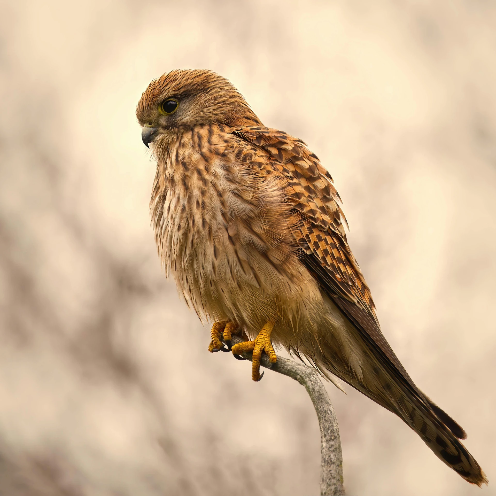 a brown bird sitting on top of a tree nch