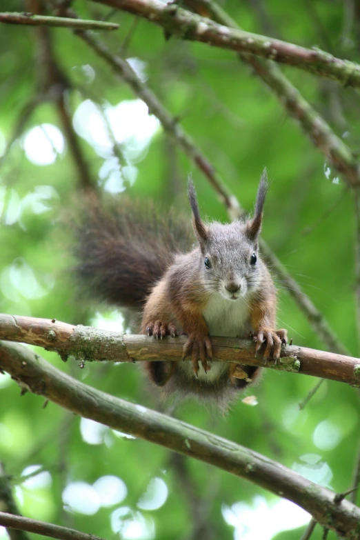 the squirrel is perched on the nch of the tree