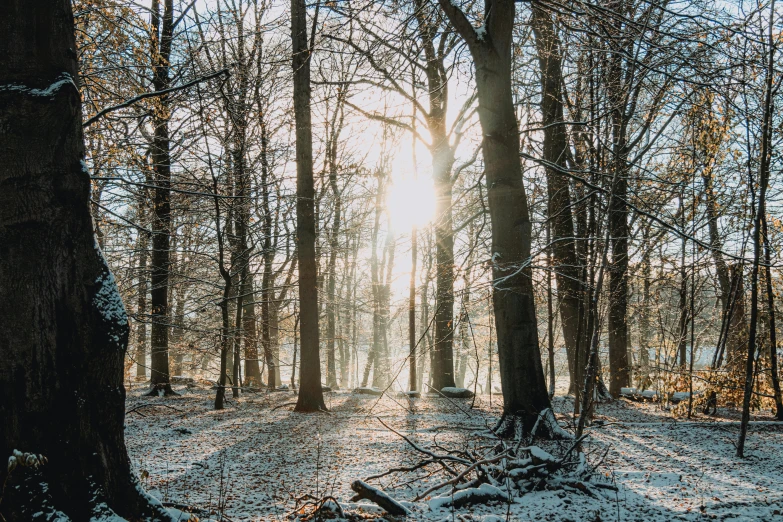 the sun shining through a tree in a winter forest