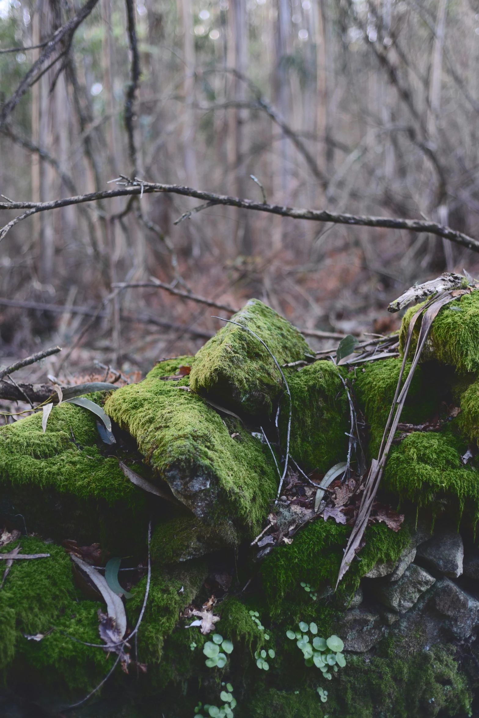 a fallen tree in the forest covered in green moss