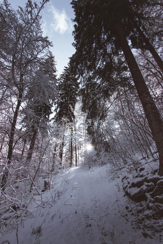 trees stand in the snowy woods at dusk