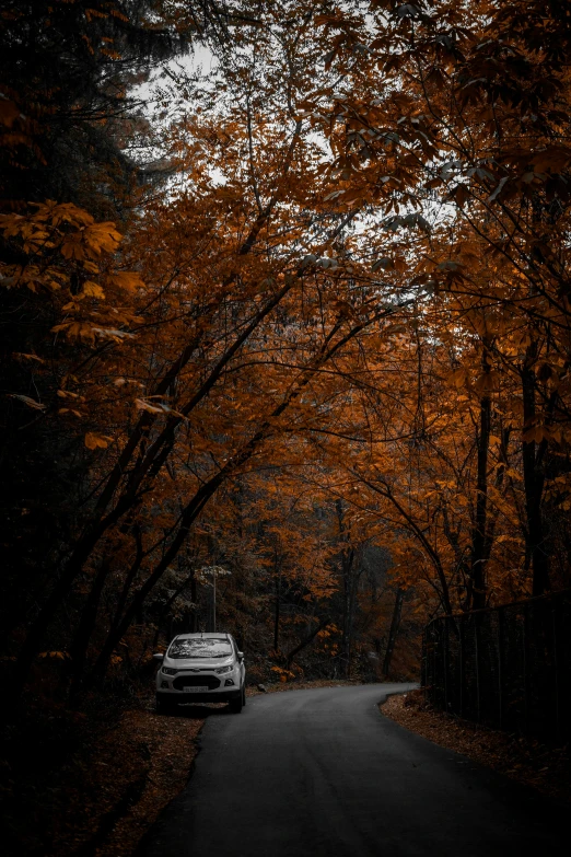 white car parked on side of road surrounded by tall trees