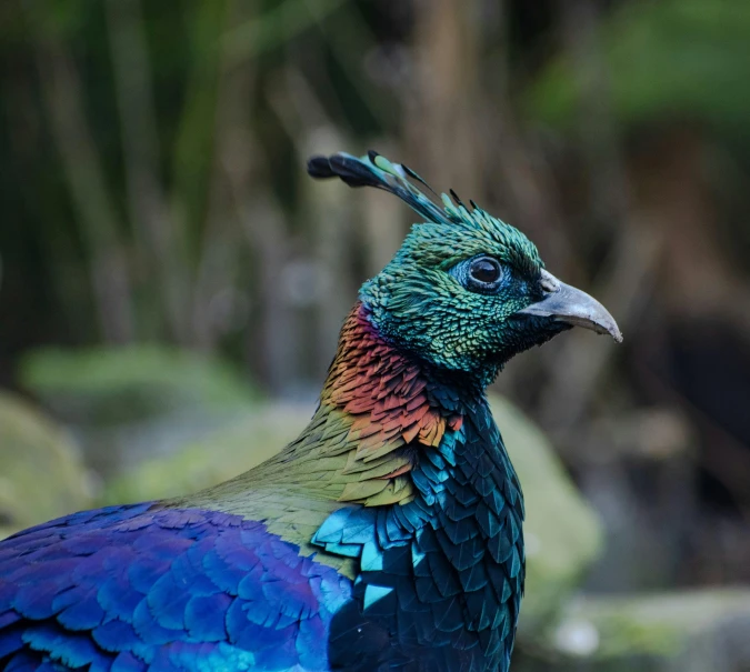 the colorful peacock is standing outside next to another bird