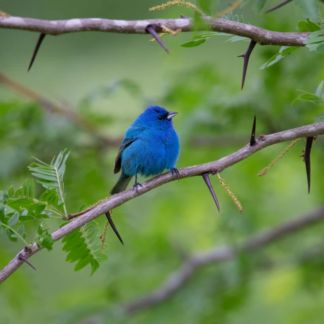 a blue bird sits on a twig nch