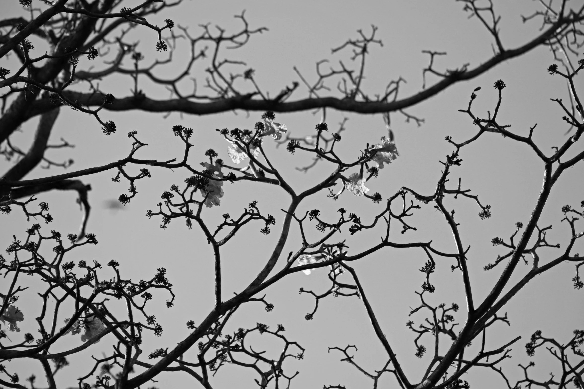 the nches of a tree are covered with small little flowers