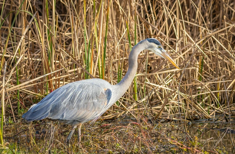 a large bird is in the tall grass