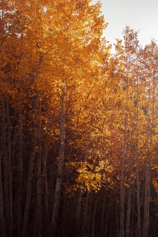 several tall trees with autumn leaves covering the trees