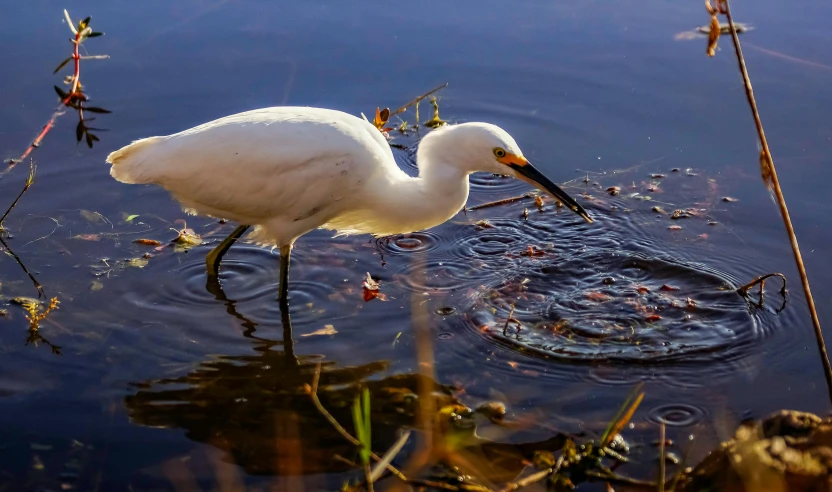 a white bird wading in a pond with its feet in the water