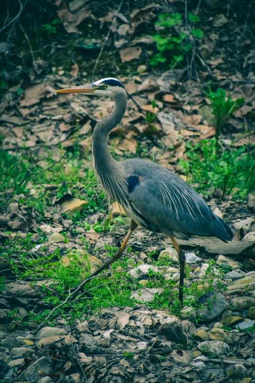 a blue heron with a long neck walking through a green grassy field