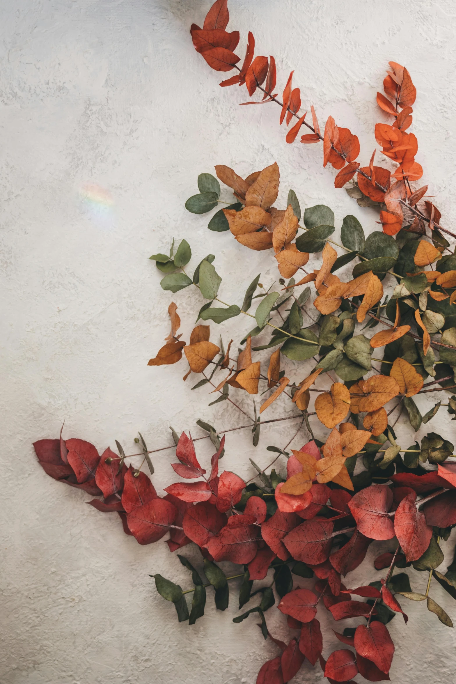 orange and green leaves on the white wall