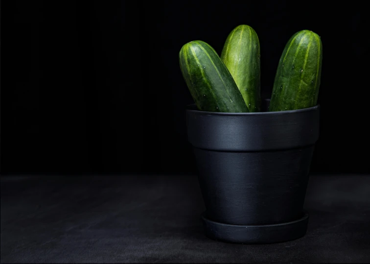 some very big cucumbers in a black planter