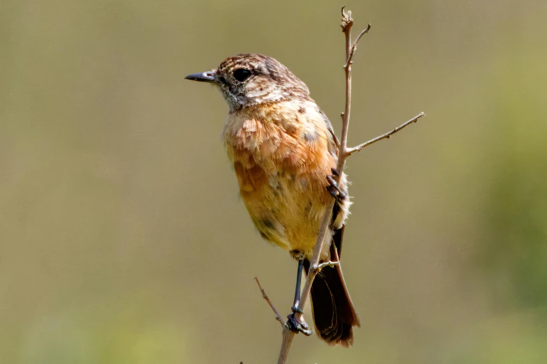 a small brown bird sitting on top of a dry tree nch