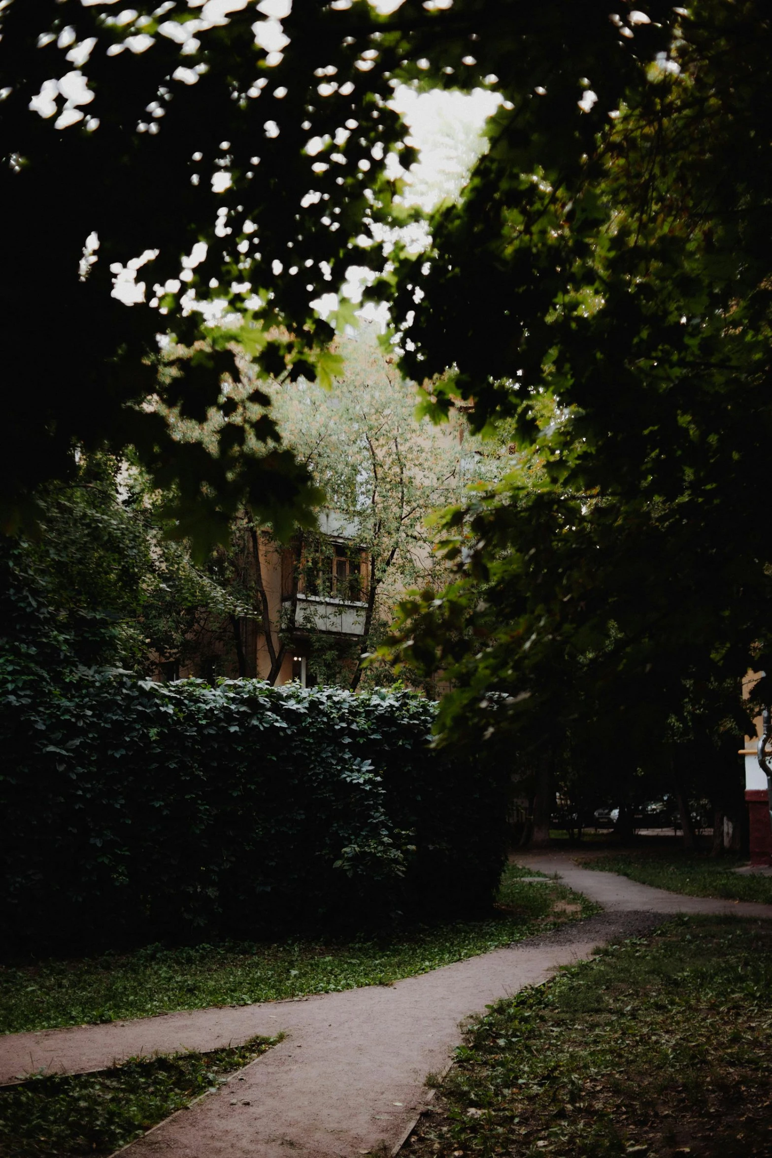 a path with trees on each side that lead into a house