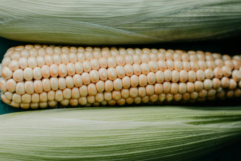 the corn is still growing in the field